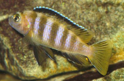 saulosi 7a.jpg