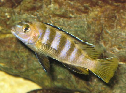 saulosi8a.jpg