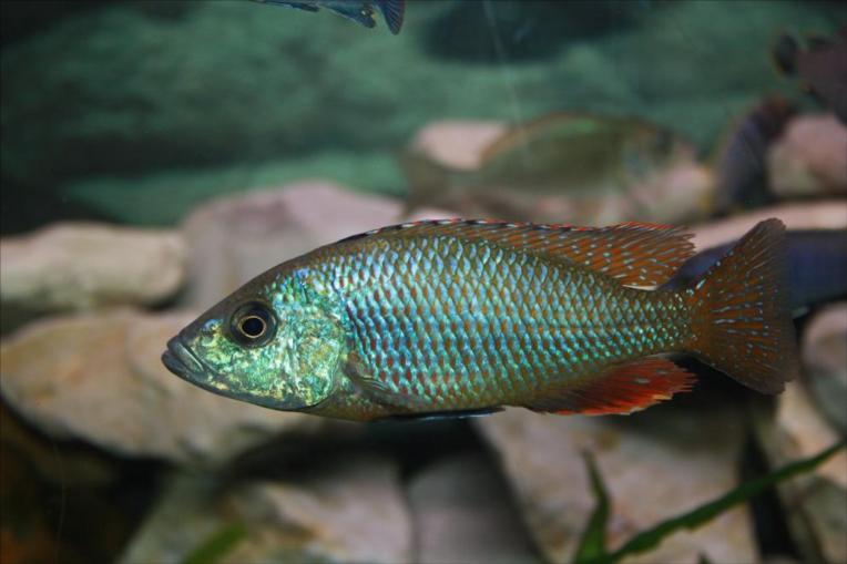 identification