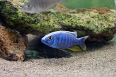 F.ICEBERG