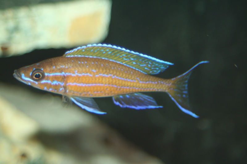 Quand je pense que les poissons issus du lac Tanganyika ont la réputation d'être gris...