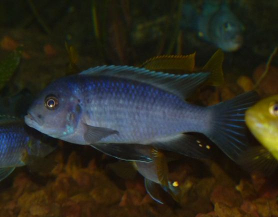 Cichlidae 3.JPG
