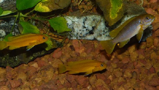Cichlidae 5.JPG
