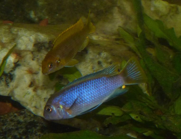 Cichlidae 7.JPG