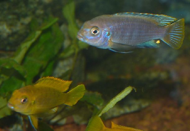 Cichlidae 14.JPG