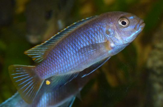 Cichlidae 12.JPG