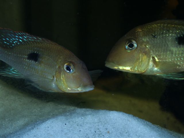 PICT1040.JPG