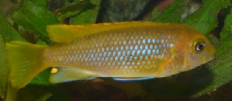Cichlidae 15.JPG