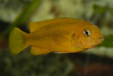 Cichlidae 9.JPG