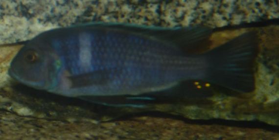 Cichlidae 16.JPG