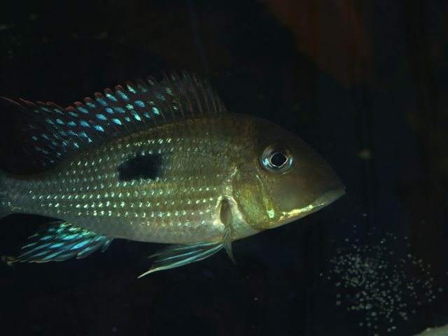 PICT1038.JPG