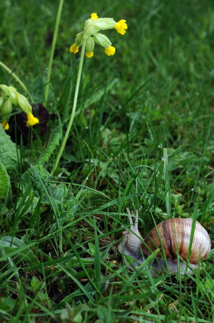 Helix pomatia.