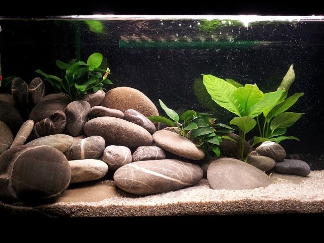 Mon aquarium.jpg