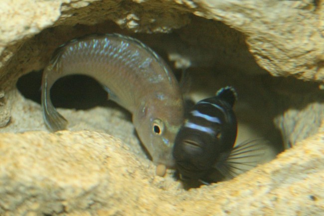 pseudotropheus elongatus.JPG