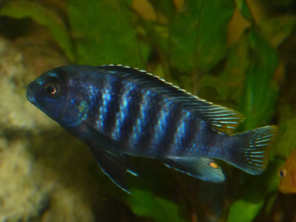Cichlidae 2_r.jpg