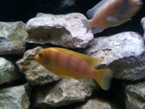 Un pote a des cichlides dans son 500L il avais jusqu'a présent un trio de maylandia lombardoi, deux Labido jaune et il a eu une succesion de porte regardé le resultat je lui dit ce sont des hybride pouvez vous le confirmé? merci
