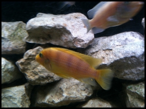 male lombardoi ou hybride ?
<br />merci