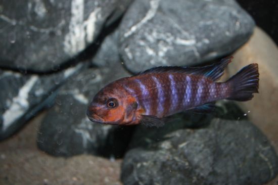 Pseudotropheus.jpg