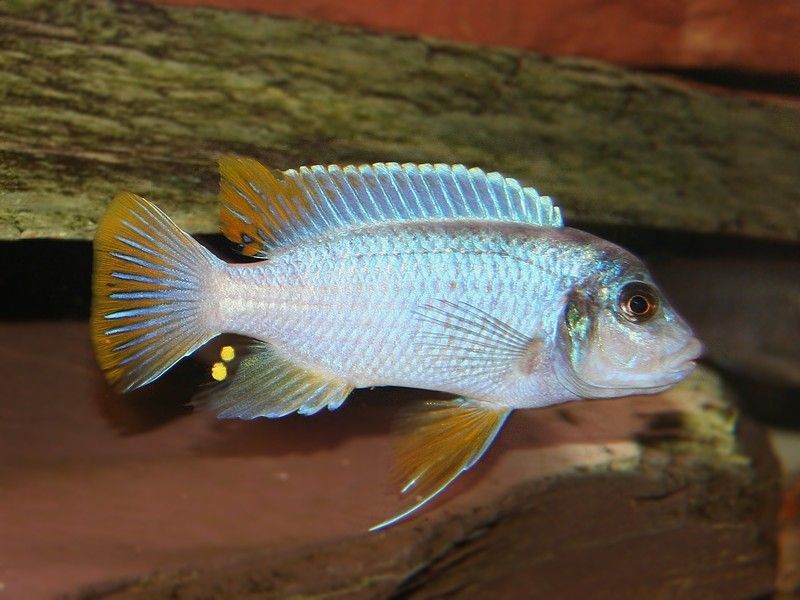 pseudotropheus-sp-aggressive-yellow-fin-same-bay-05.jpg