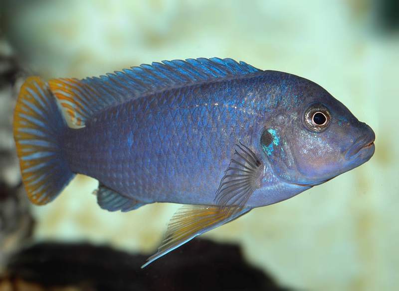 pseudotropheus-sp-aggressive-yellow-fin-same-bay-01.jpg