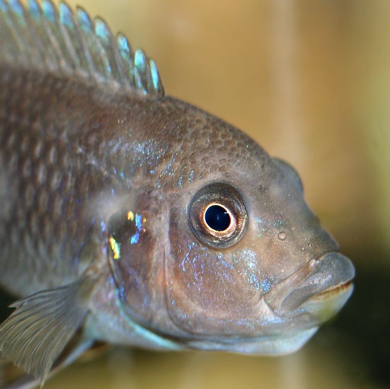 pseudotropheus-sp-aggressive-yellow-fin-same-bay-04.jpg