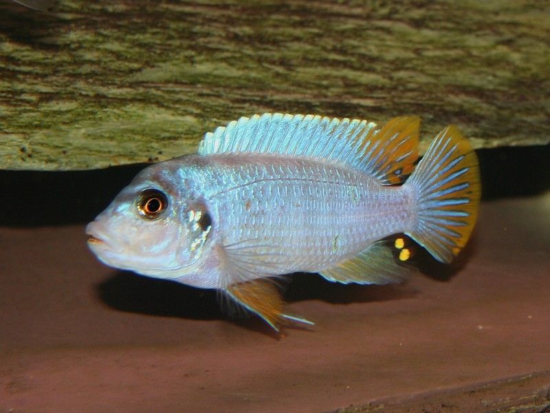 pseudotropheus-sp-aggressive-yellow-fin-same-bay-08.jpg