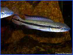 crenicichla SP.jpg