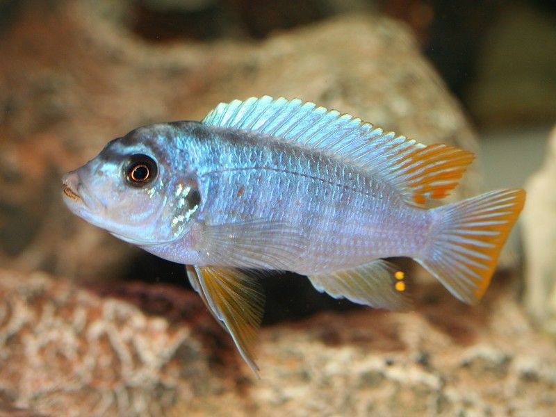 pseudotropheus-sp-aggressive-yellow-fin-same-bay-00.jpg