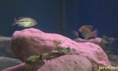 Nyassachromis Prostoma Gome