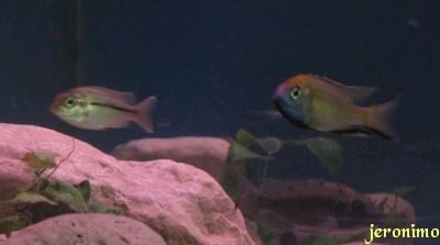 Nyassachromis Prostoma Gome