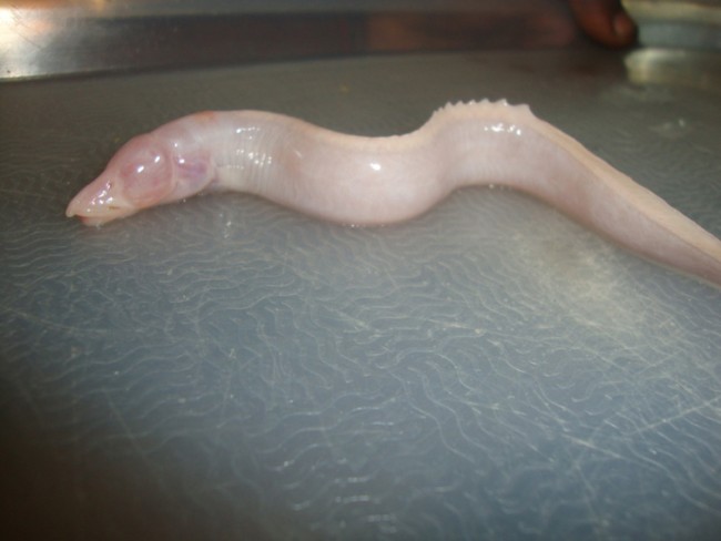 je ne sais pas si c'est un poisson "super rare", en tout cas, il n'est pas super beau ! Enfin, à vous de voir ...