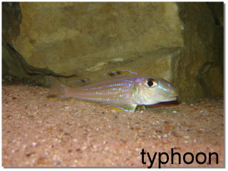 xenotilapia ochrogenys Kigoma 2.jpg