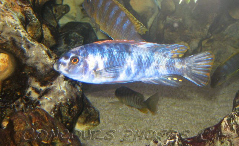 labeotropheus-a.1.jpg