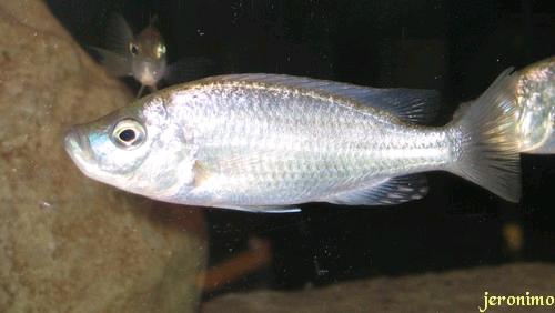 caprichromis orthognathus male 02.jpg