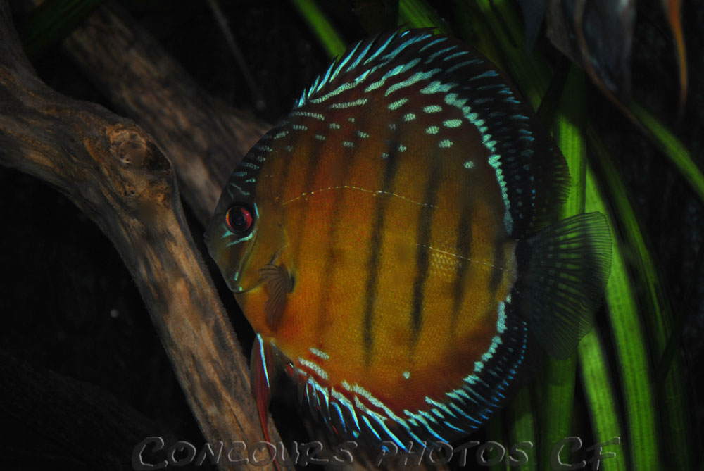 discus-nhamunda-a.jpg