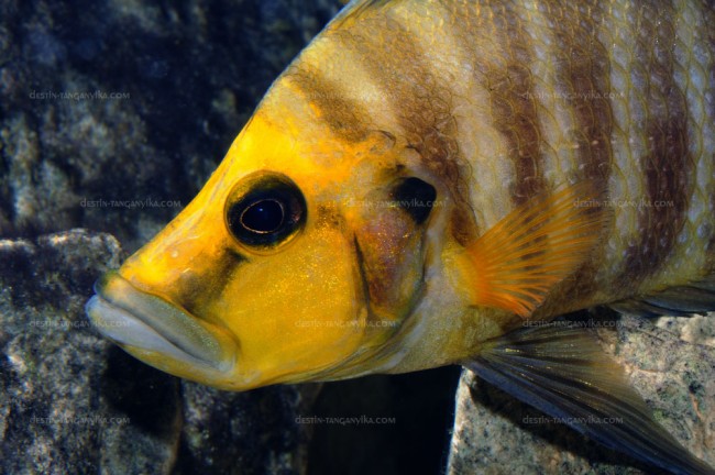 Altolamprologus conpressiceps "Kantalamba".