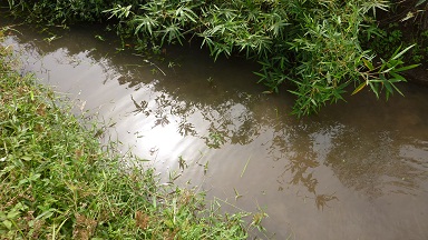 ruisseaux communiquants avec la moliwe où tous les poissons smblent avoir trouvés refuge