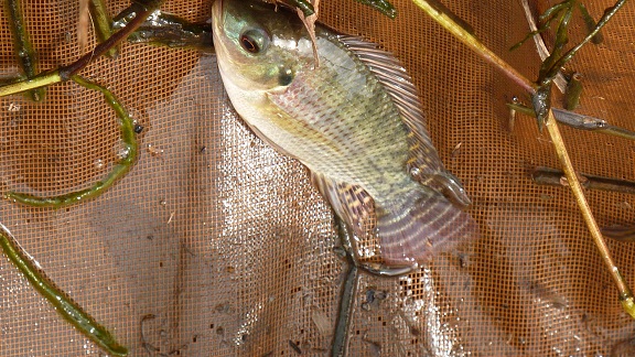 peche dans un fossé pres de la moliwe