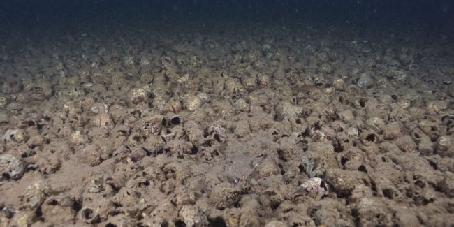 Le lit de coquilles (île de Kalilani).