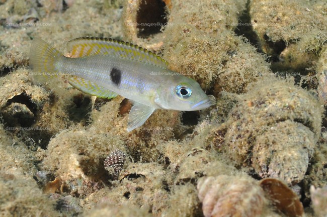 Lepidiolamprologus hecqui.