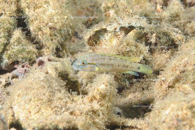 Telmatochromis sp. coquillier