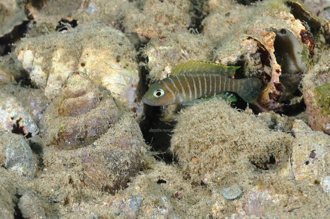 Neolamprologus similis