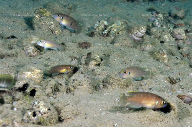 Neolamprologus brevis
