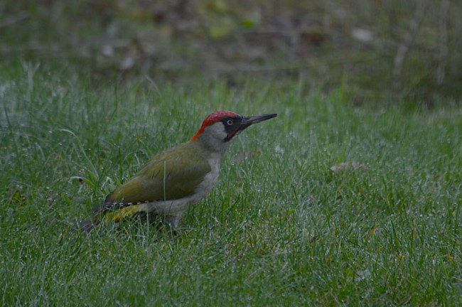 Pic vert dans le jardin.