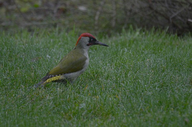 picus-viridis-d.jpg