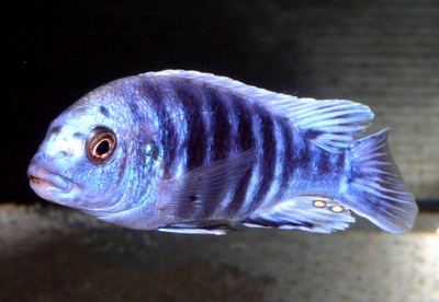 P.Tawil Labidochromis freibergi.jpg