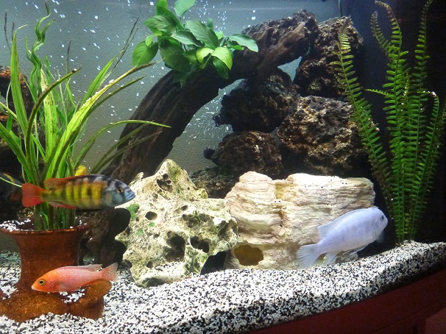 aquarium3.jpg