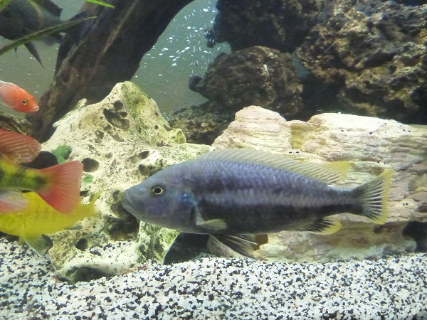 aquarium5.jpg