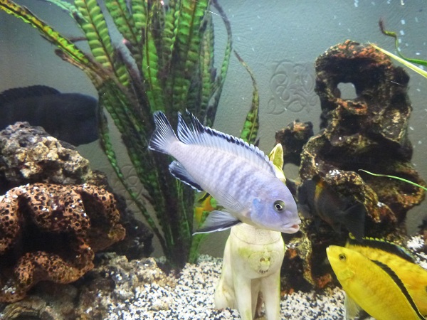 aquarium4.jpg