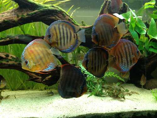 discus.jpg